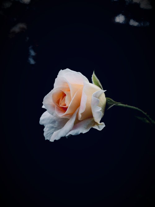 die schönen rosen blog - drei affen 5g und ein a (gedicht)